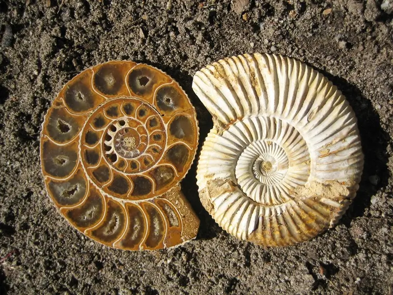 Two ammonite fossils lay on the ground